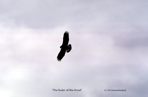 the-ruler-of-the-wind(C)94DWBI-17-14