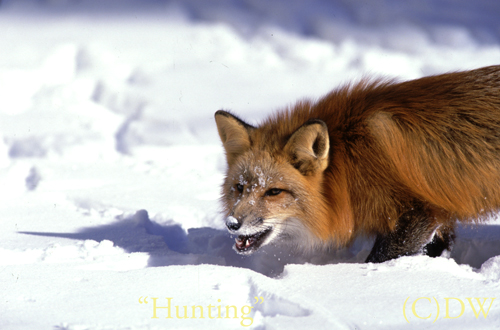 Hunting(C)DW