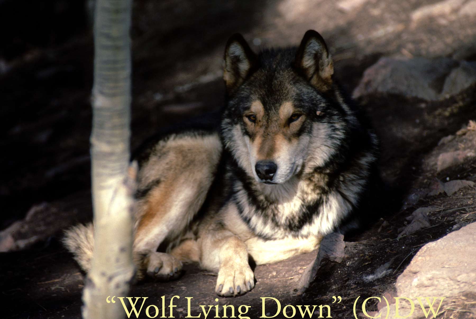 Wolf Lying Down (C) DW