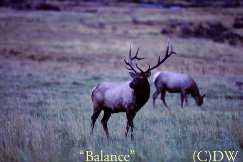 balance- Large Bull Elk(C)97-MA-41-2