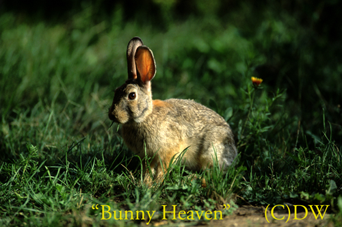 bunny-heaven cottontail-MA-33-5(C)97