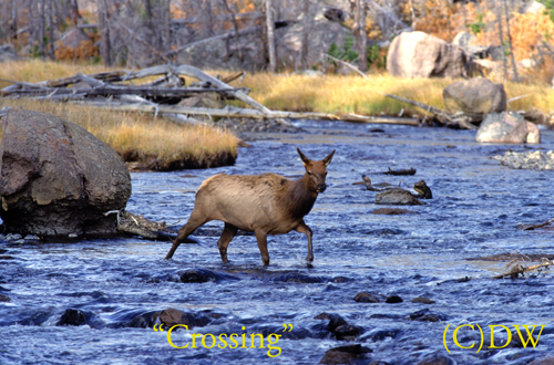  Cow Elk crossing(C)98DW-MA-83-20