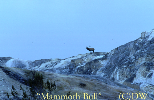 mammothbull(C)DW