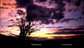 barbed-sunset(C)97SC-19-14