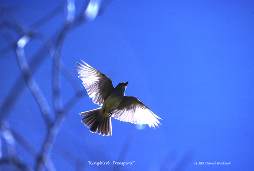 kingbird-Freespirit(C)89DWBI-16-14