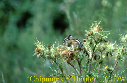 chipmunk and thistle(C)02ma-1