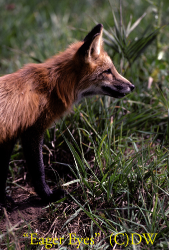 eagereyes red fox(C)02ma-10-11