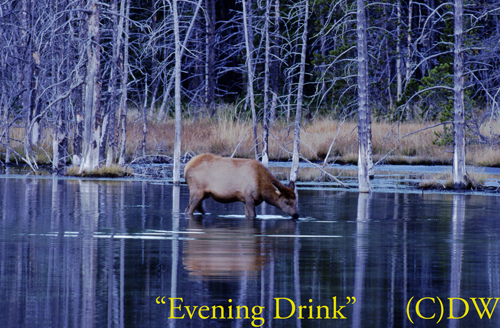 evening-drink cow elk drinking(C)98DW-MA-78