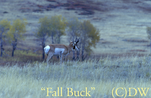 fallbuck Pronghorn Antelope