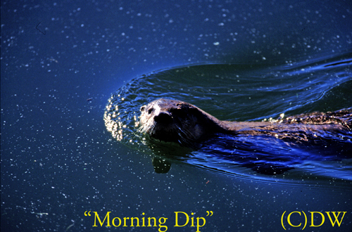 morning dip(C)DW