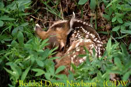 bedded-down-newborn(C)96ma-1-