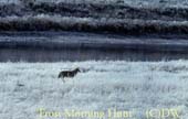 frostmorninghuntMA-90-17